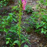 Foxglove, full plant