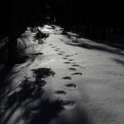Bear tracks near Horizon Ridge