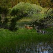 deer in thicket by river